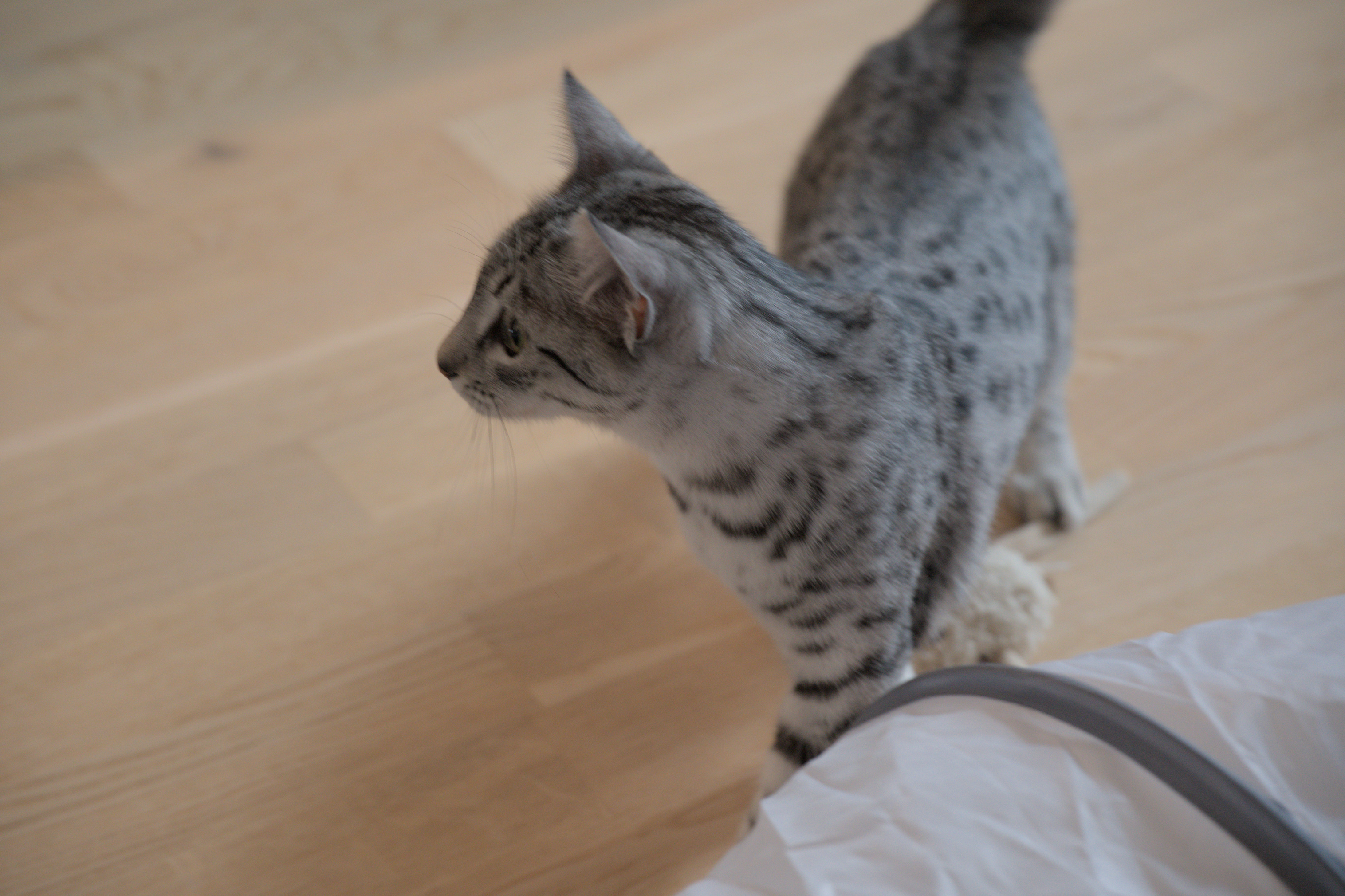 2025/10/12 - cats/DSC_0024.jpg